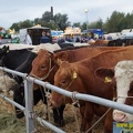 DSC01029-Kopie