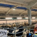 IMG-20221011-WA0027 (Kopie)